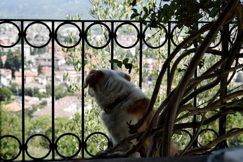 دومودوسولا B&B Villa Moro - Family House المظهر الخارجي الصورة